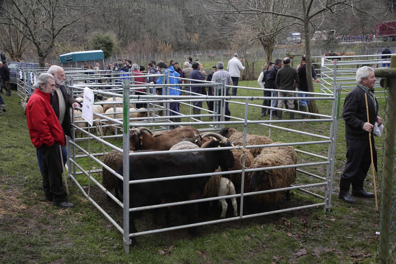 Corao acogió su tradicional feria de marzo con presencia de unas 1.300 cabezas de ganado