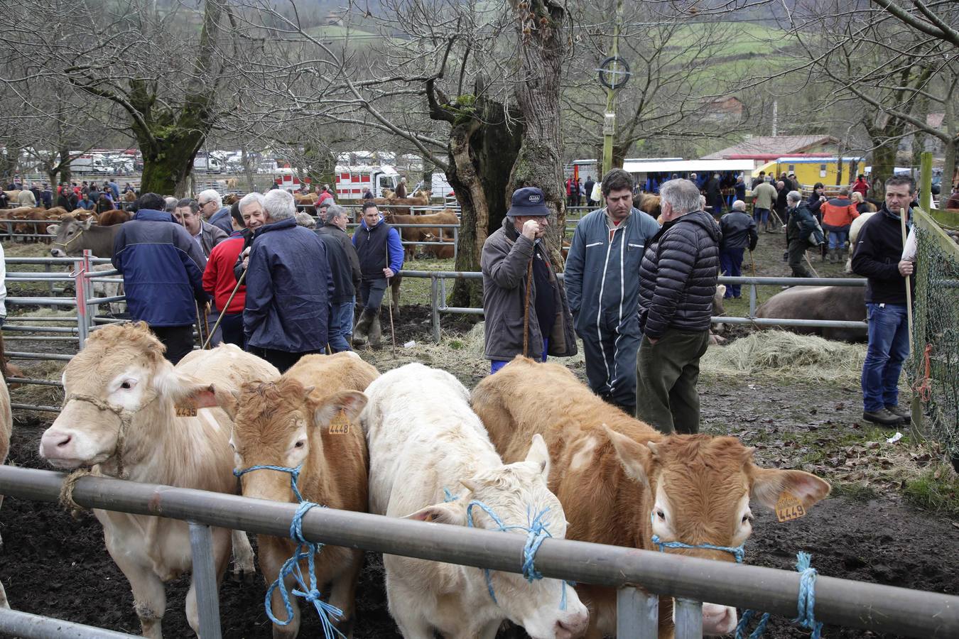 Corao acogió su tradicional feria de marzo con presencia de unas 1.300 cabezas de ganado