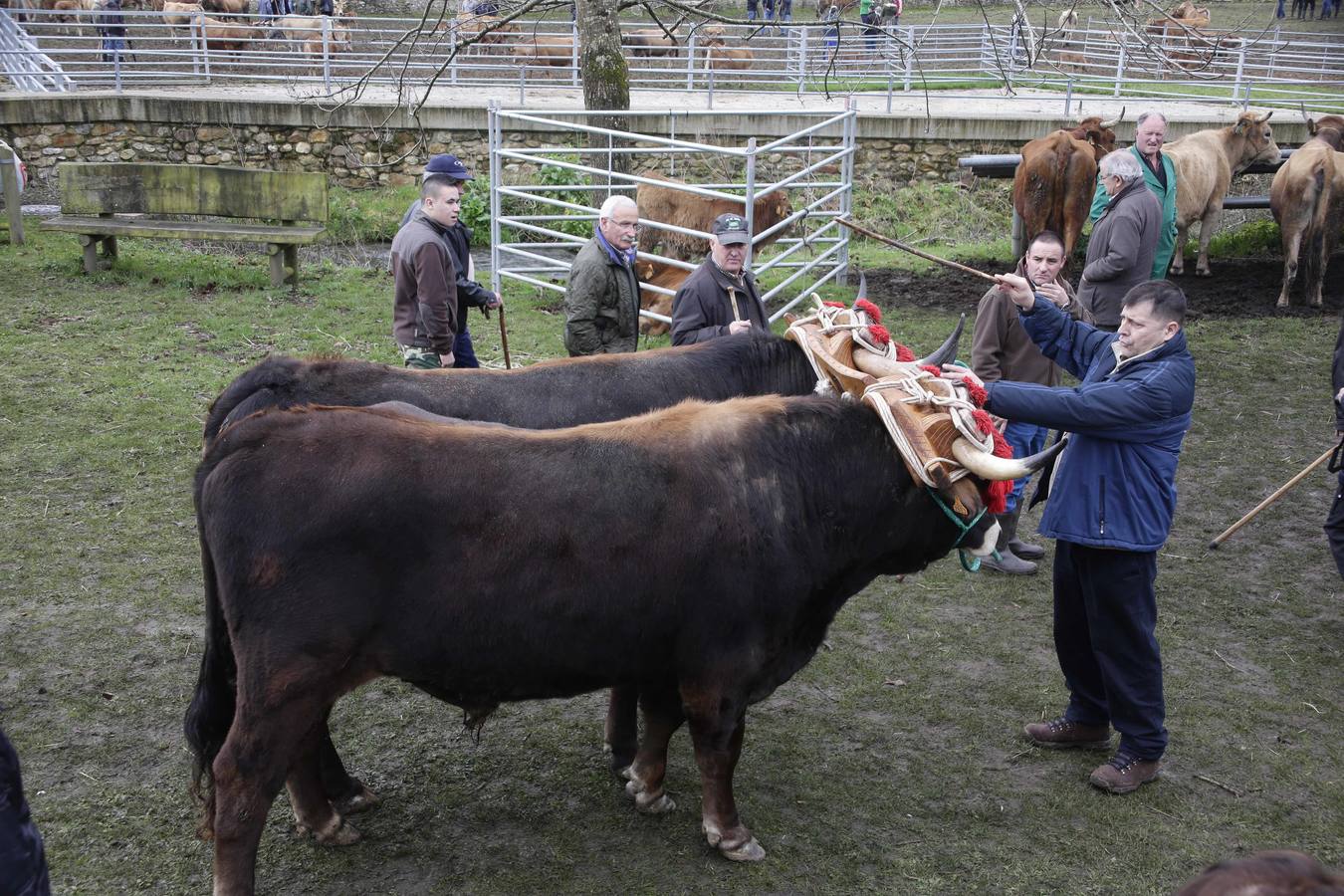 Corao acogió su tradicional feria de marzo con presencia de unas 1.300 cabezas de ganado