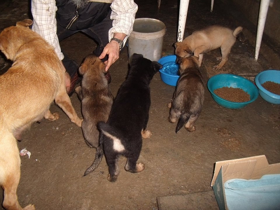 Rescatan a trece perros que malvivían en una finca de Tremañes