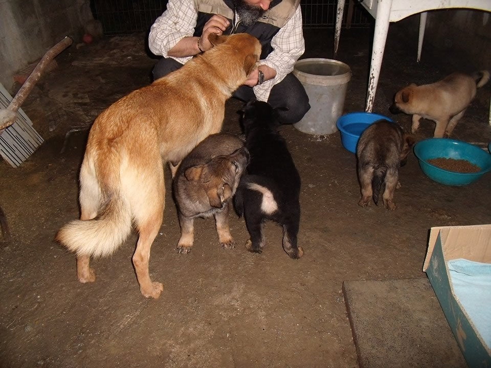 Rescatan a trece perros que malvivían en una finca de Tremañes