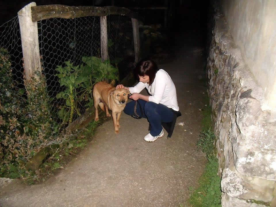 Rescatan a trece perros que malvivían en una finca de Tremañes