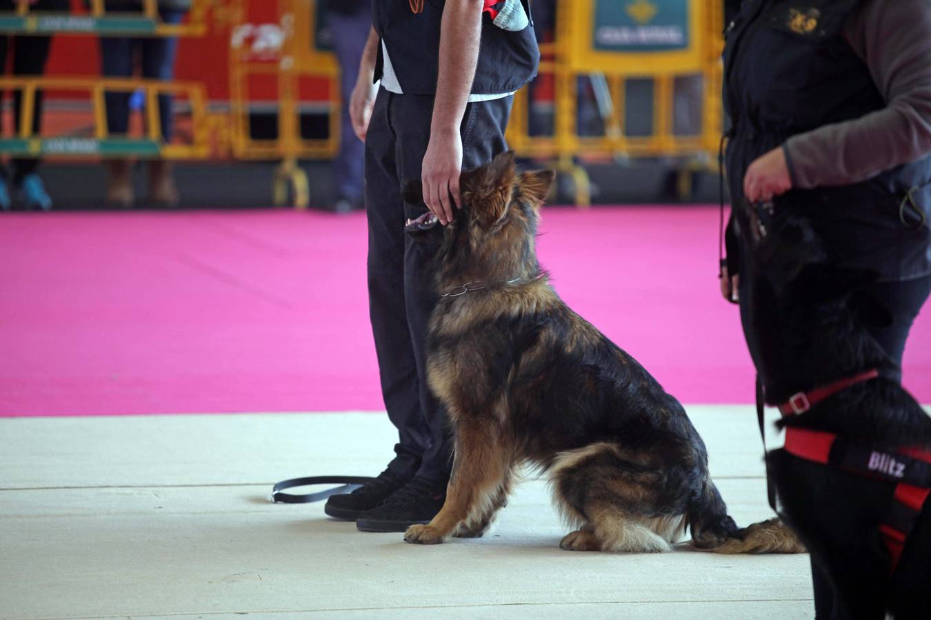 Las mascotas, protagonistas en la feria Principets