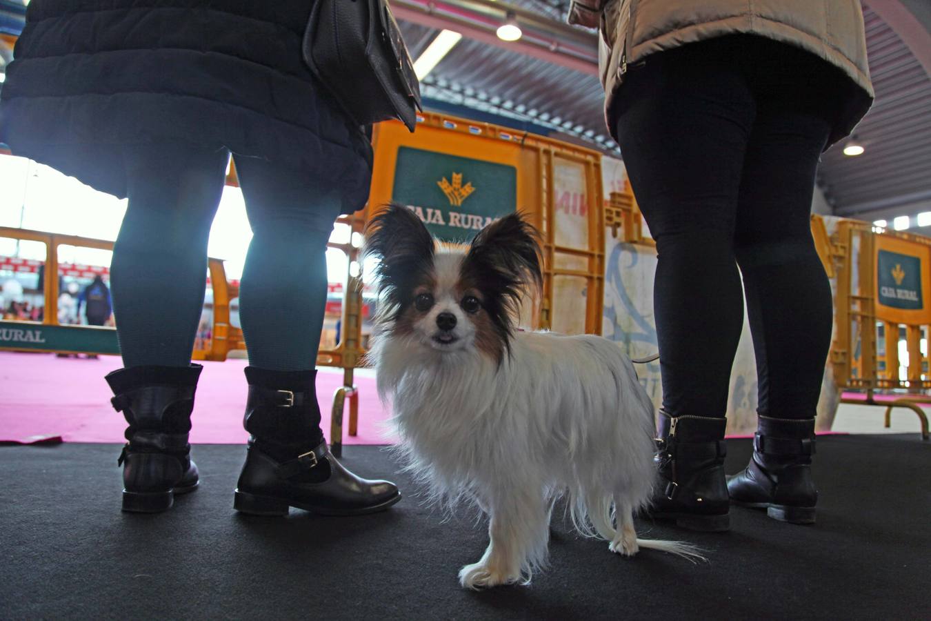 Las mascotas, protagonistas en la feria Principets