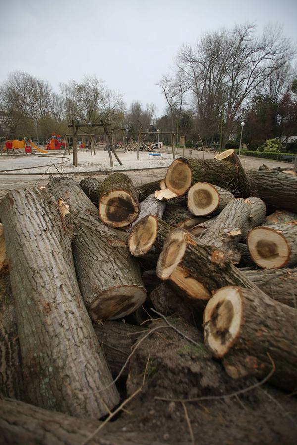 Tala de árboles en el parque de Isabel La Católica