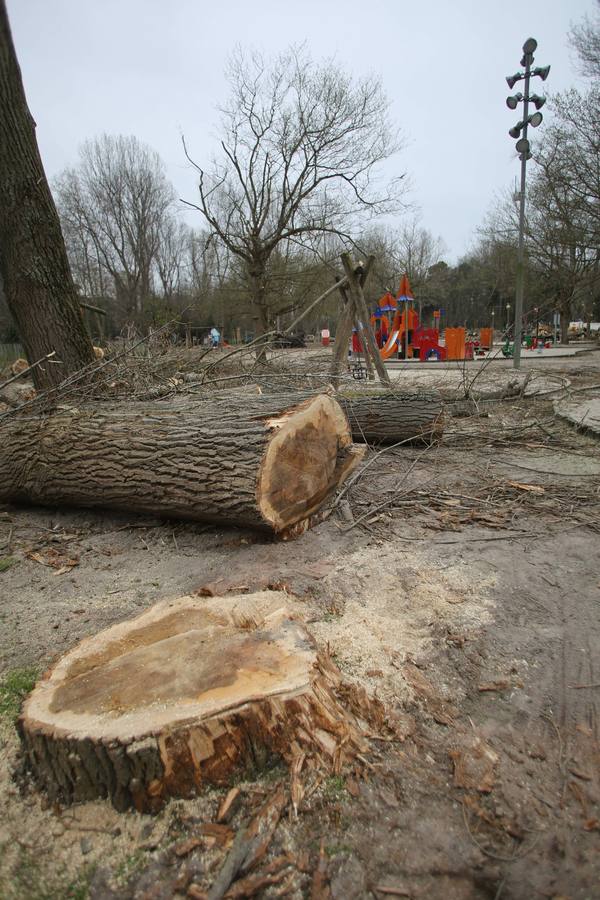 Tala de árboles en el parque de Isabel La Católica