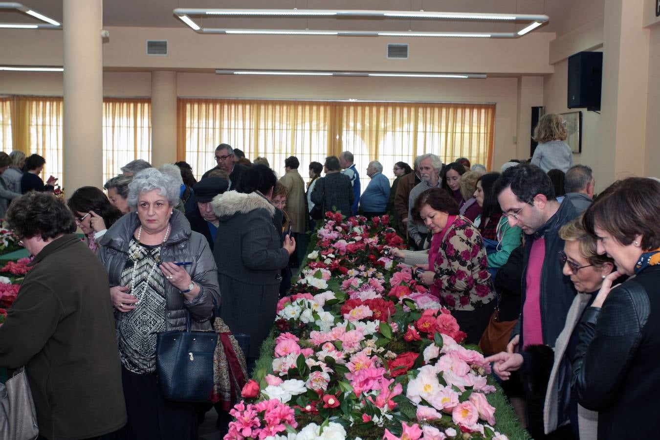 XI Exposición Nacional de Camelias en Turón