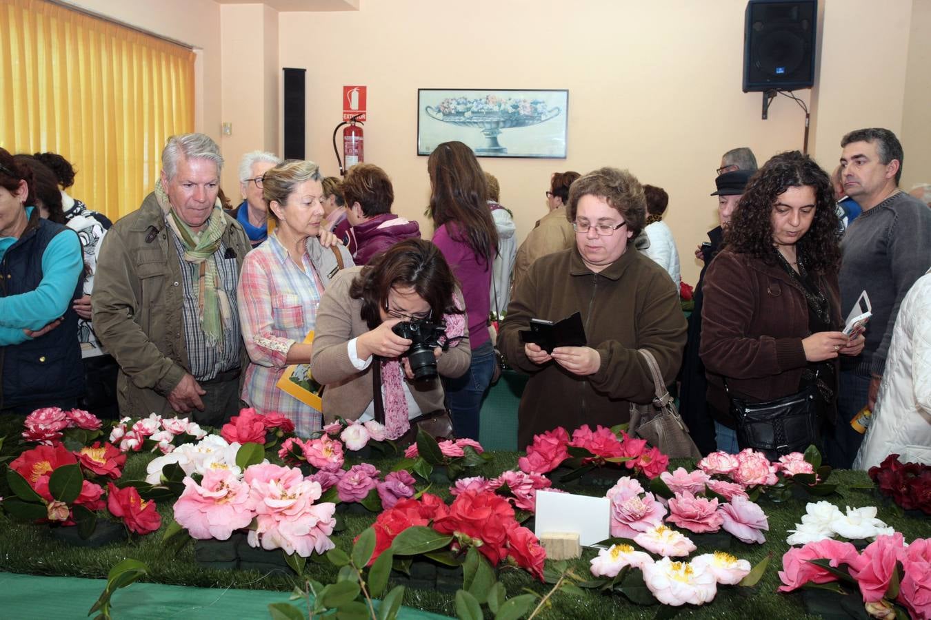 XI Exposición Nacional de Camelias en Turón