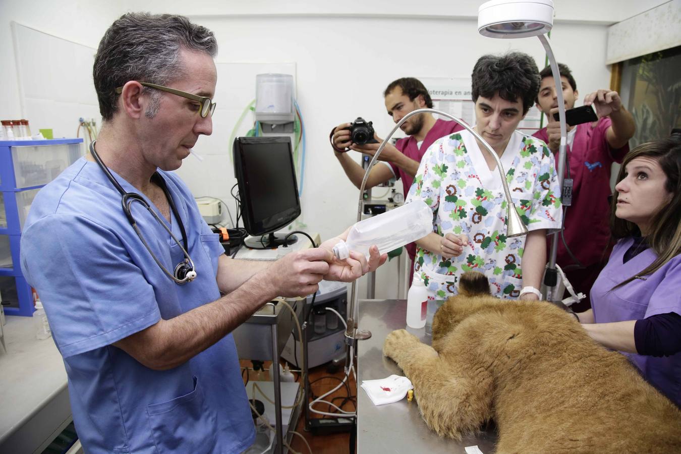 Así fue la operación a &#039;Mojito&#039;, el león operado en Llanes