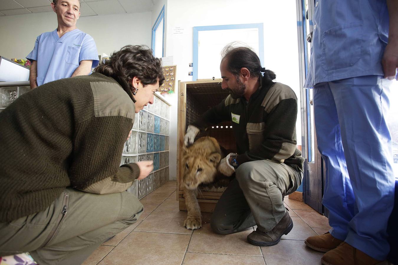 Así fue la operación a &#039;Mojito&#039;, el león operado en Llanes