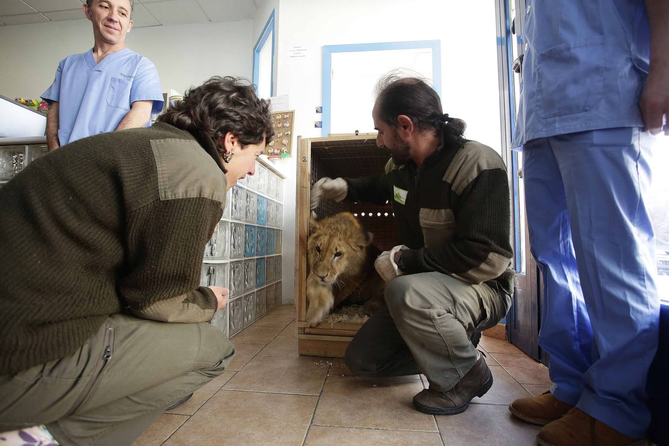 Así fue la operación a &#039;Mojito&#039;, el león operado en Llanes