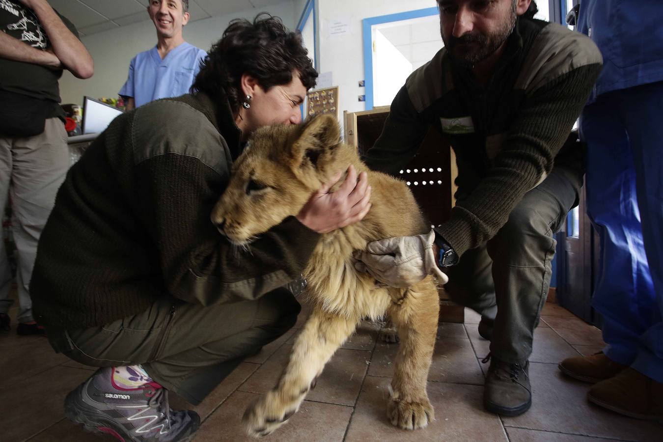 Así fue la operación a &#039;Mojito&#039;, el león operado en Llanes