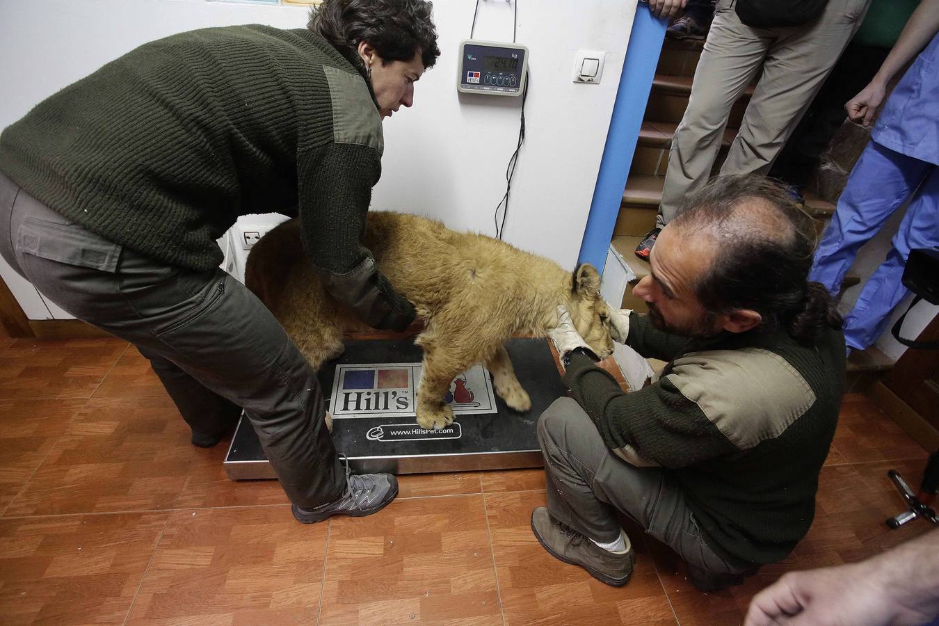 Así fue la operación a &#039;Mojito&#039;, el león operado en Llanes