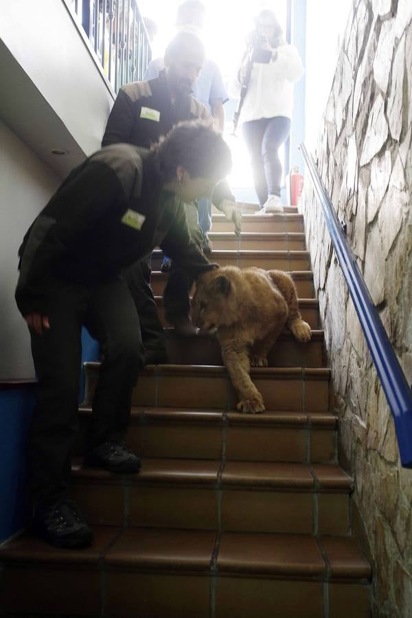 Así fue la operación a &#039;Mojito&#039;, el león operado en Llanes