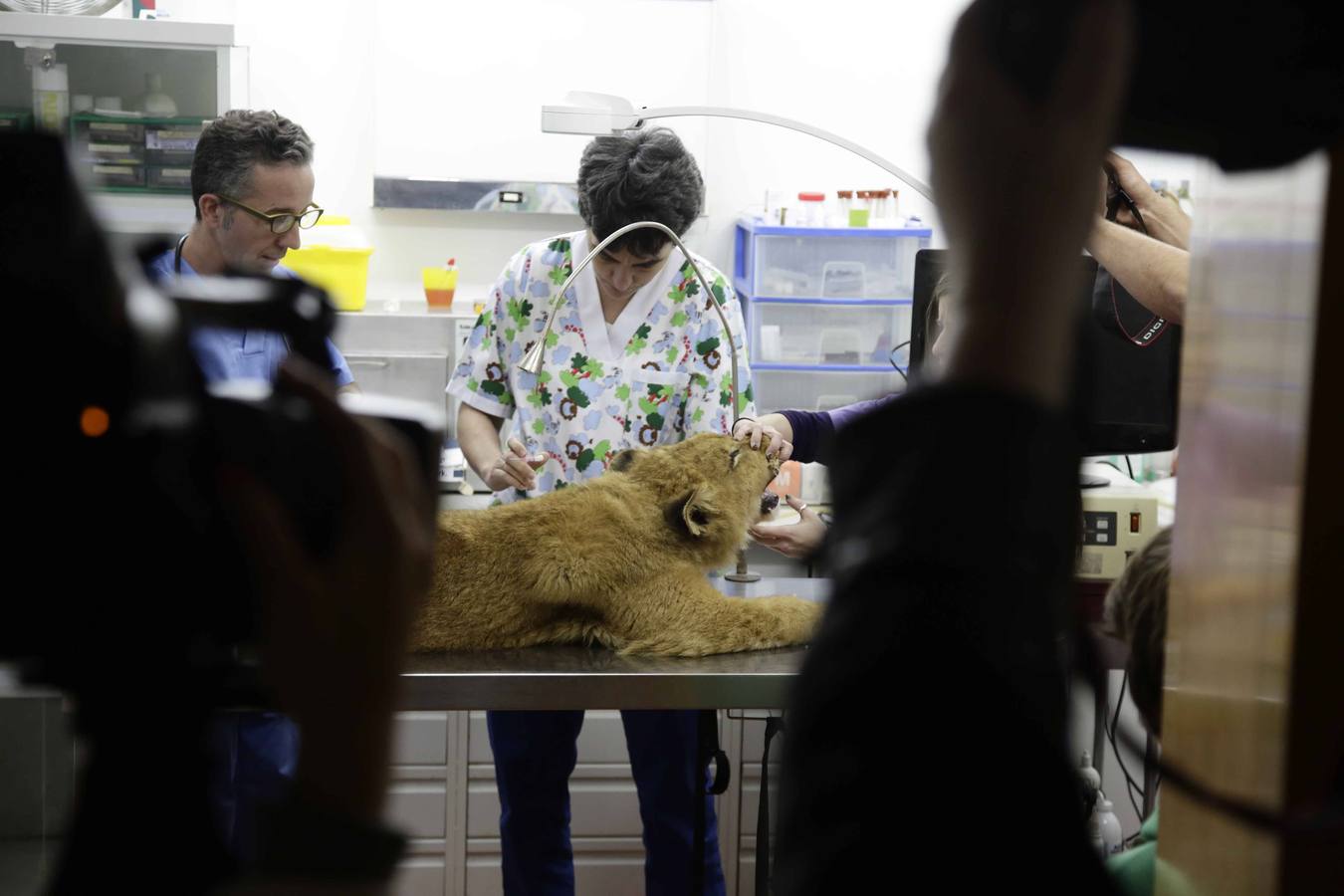 Así fue la operación a &#039;Mojito&#039;, el león operado en Llanes