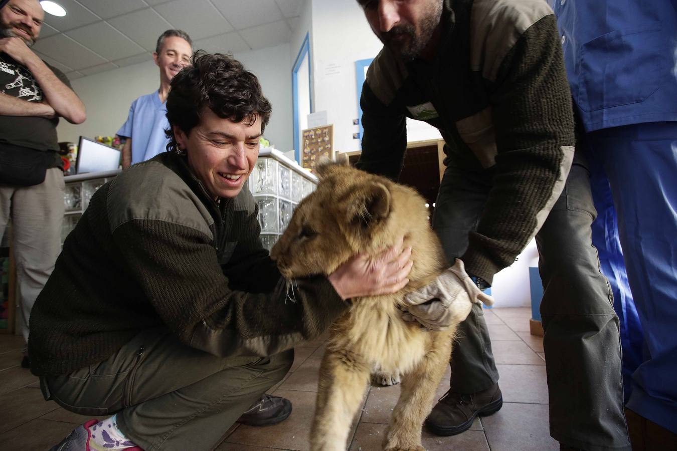 Así fue la operación a &#039;Mojito&#039;, el león operado en Llanes