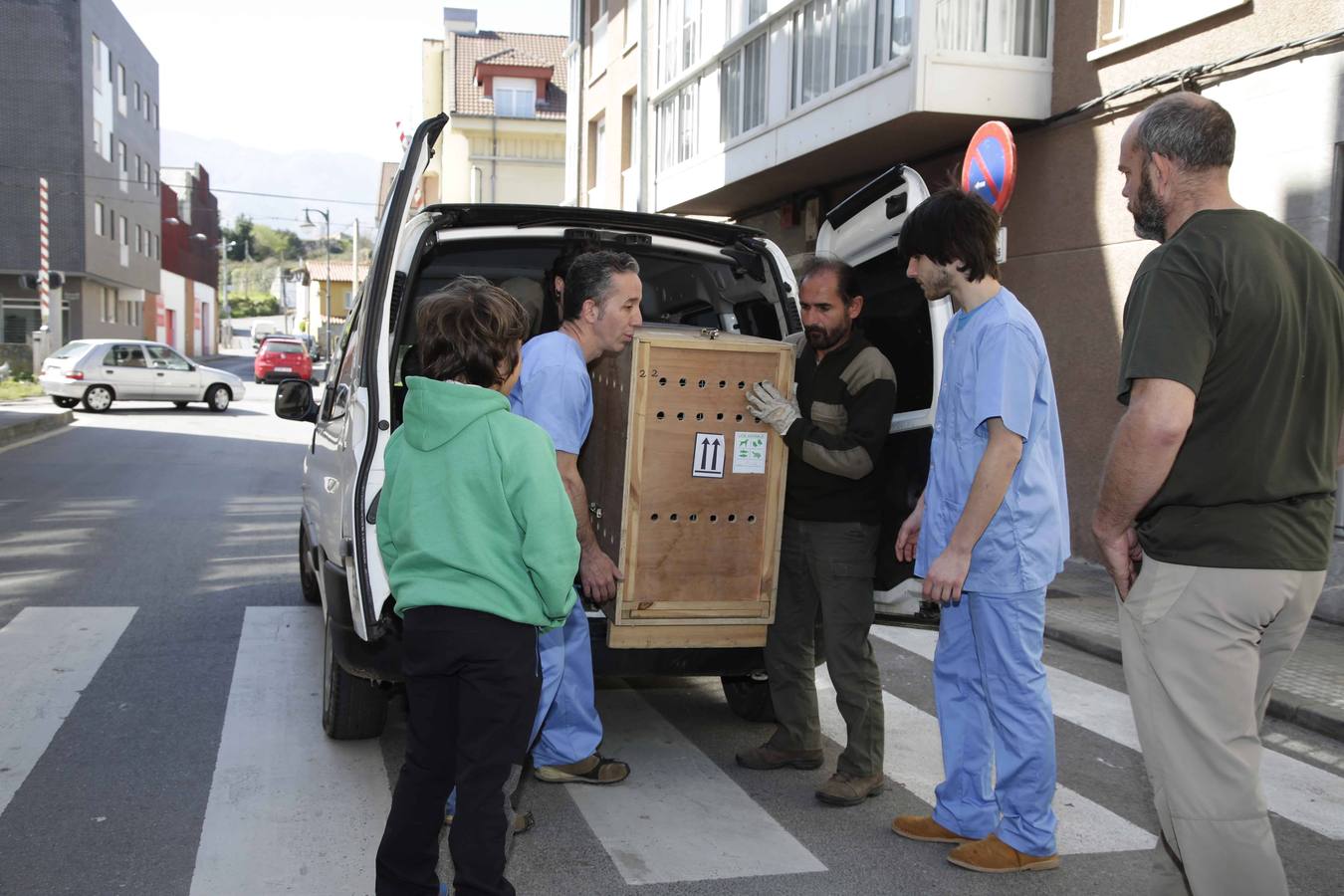 Así fue la operación a &#039;Mojito&#039;, el león operado en Llanes