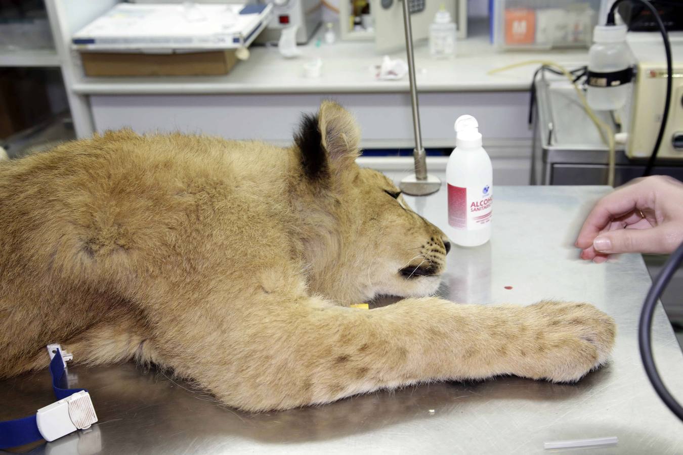 Así fue la operación a &#039;Mojito&#039;, el león operado en Llanes