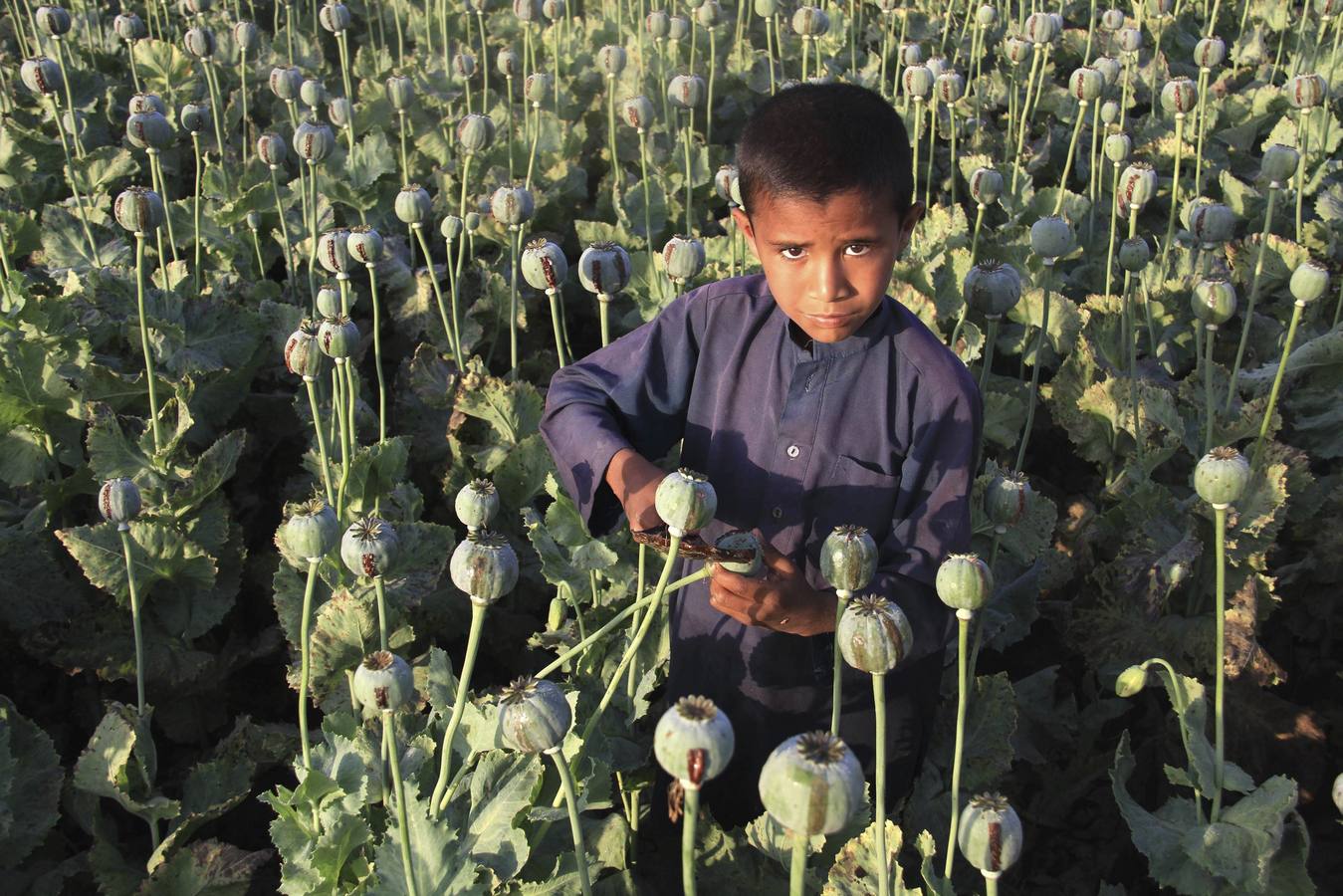 Los niños del opio de Afganistán