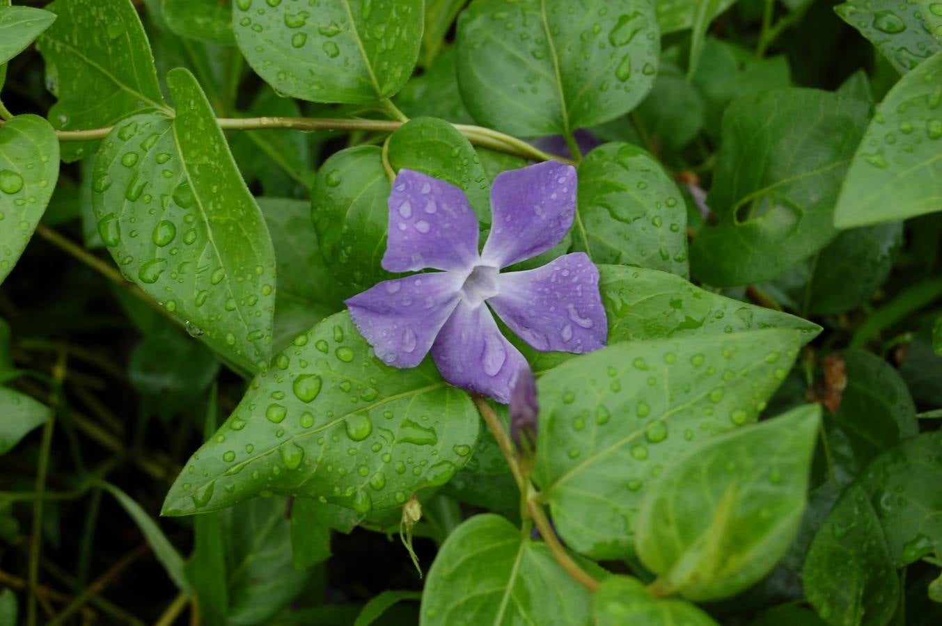 Maraton fotográfico en el Botánico (Infantil)