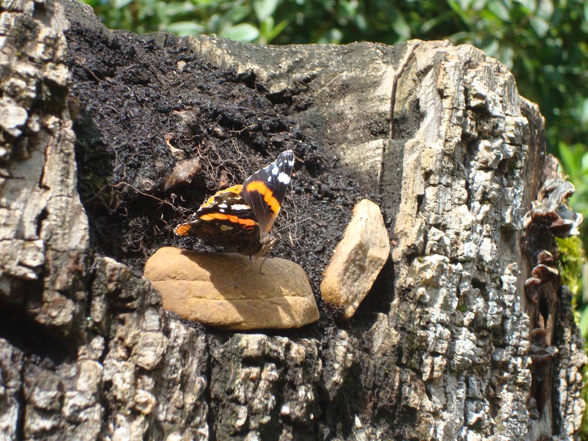 Maraton fotográfico en el Botánico (Infantil)