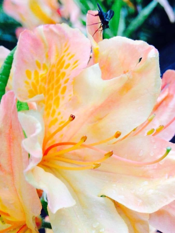 Maraton fotográfico en el Botánico (Infantil)