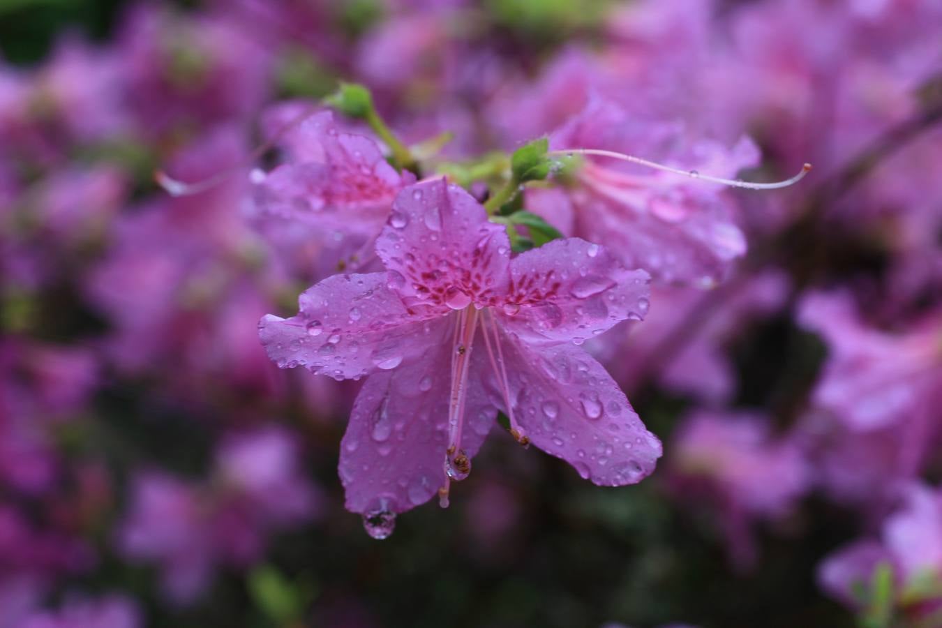 Maraton fotográfico en el Botánico (Infantil)