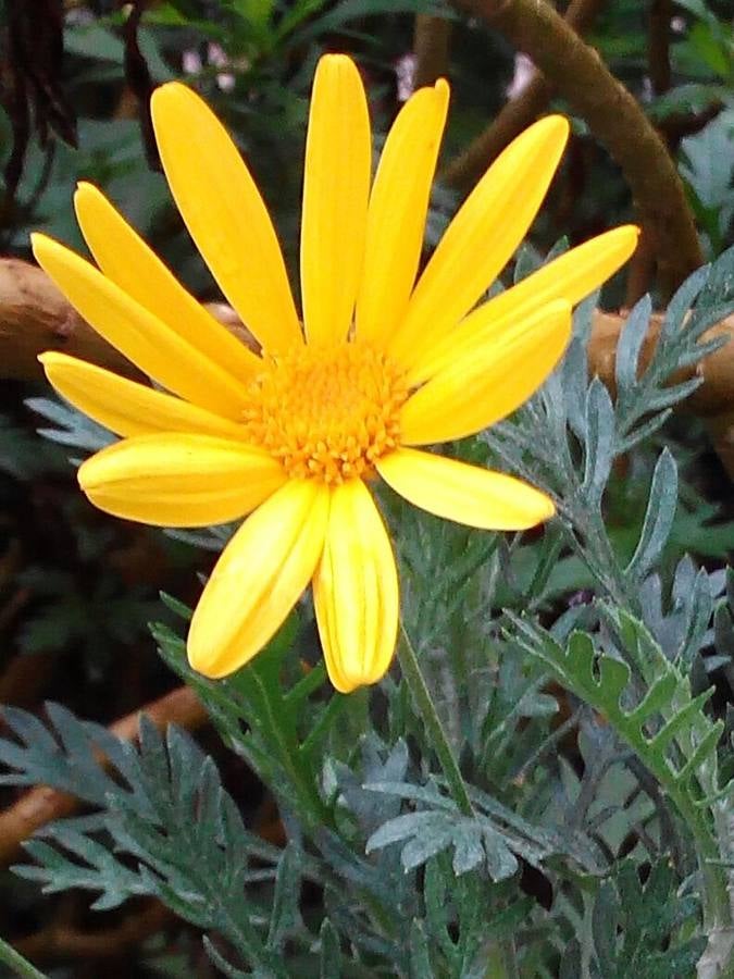 Maraton fotográfico en el Botánico (Infantil)