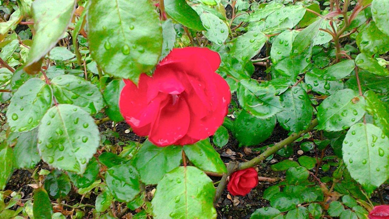 Maraton fotográfico en el Botánico (Infantil)
