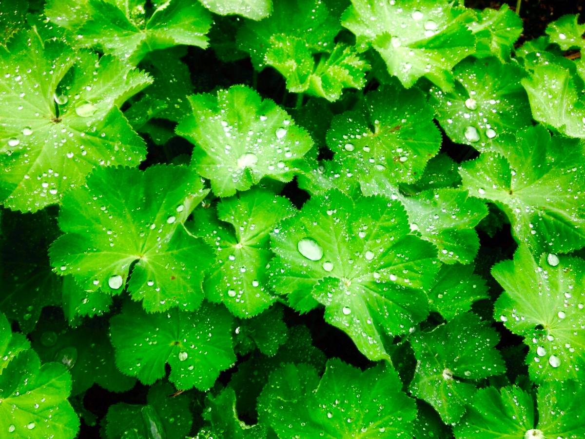 Maraton fotográfico en el Botánico (Infantil)