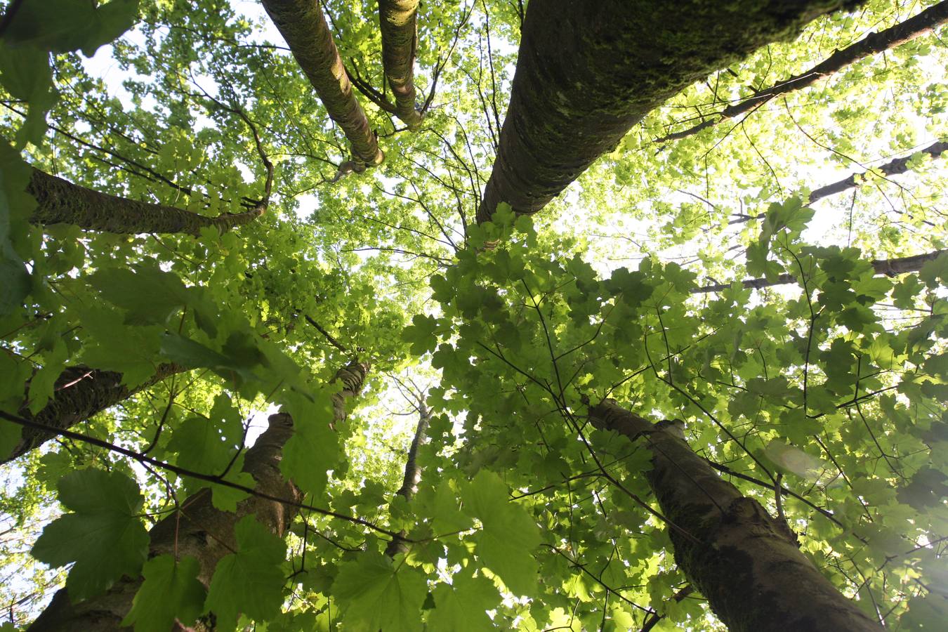 La Acebera, la mayor finca de uso público del centro de Asturias