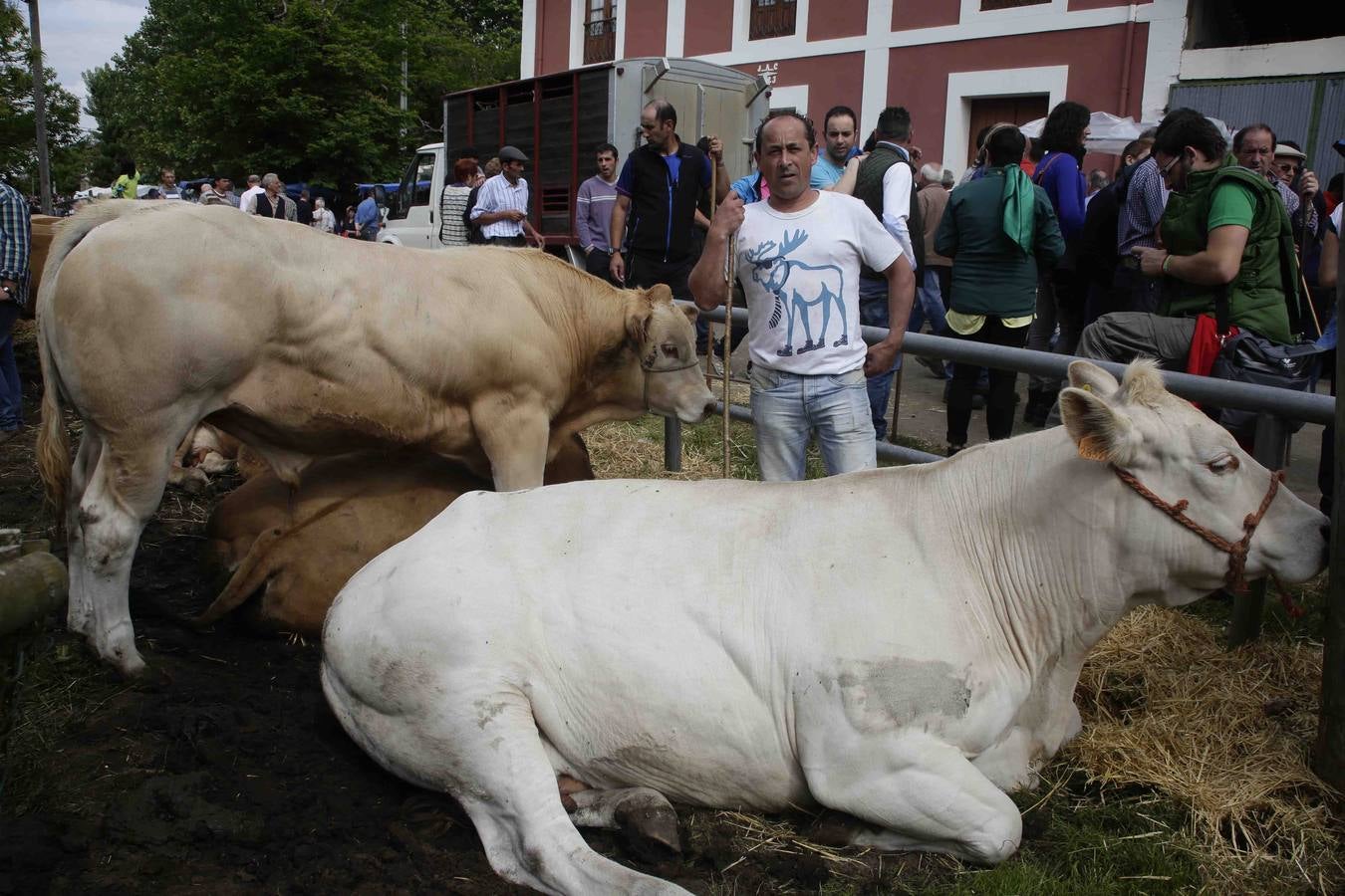 Certamen ganadero de Corao