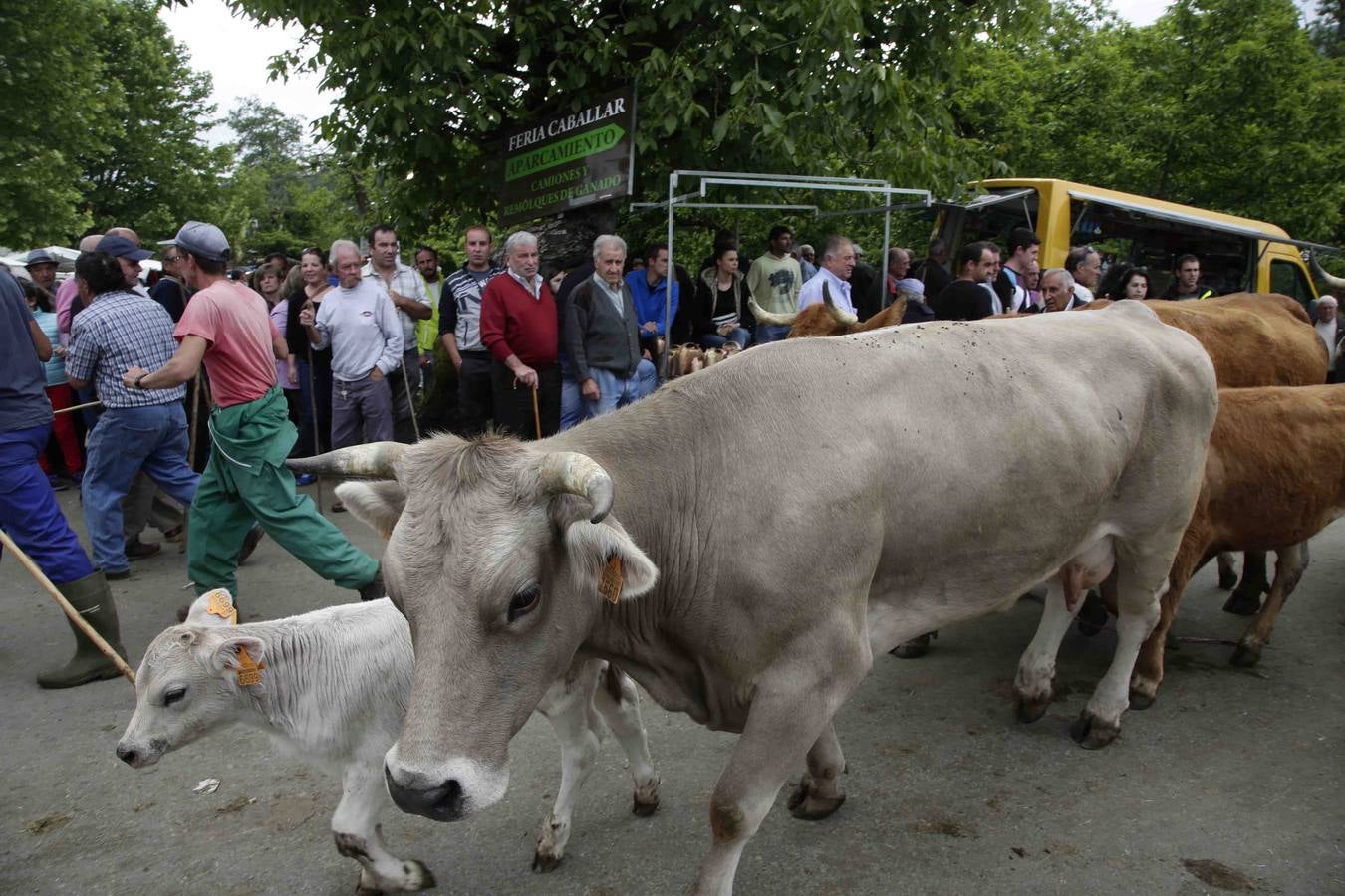 Certamen ganadero de Corao