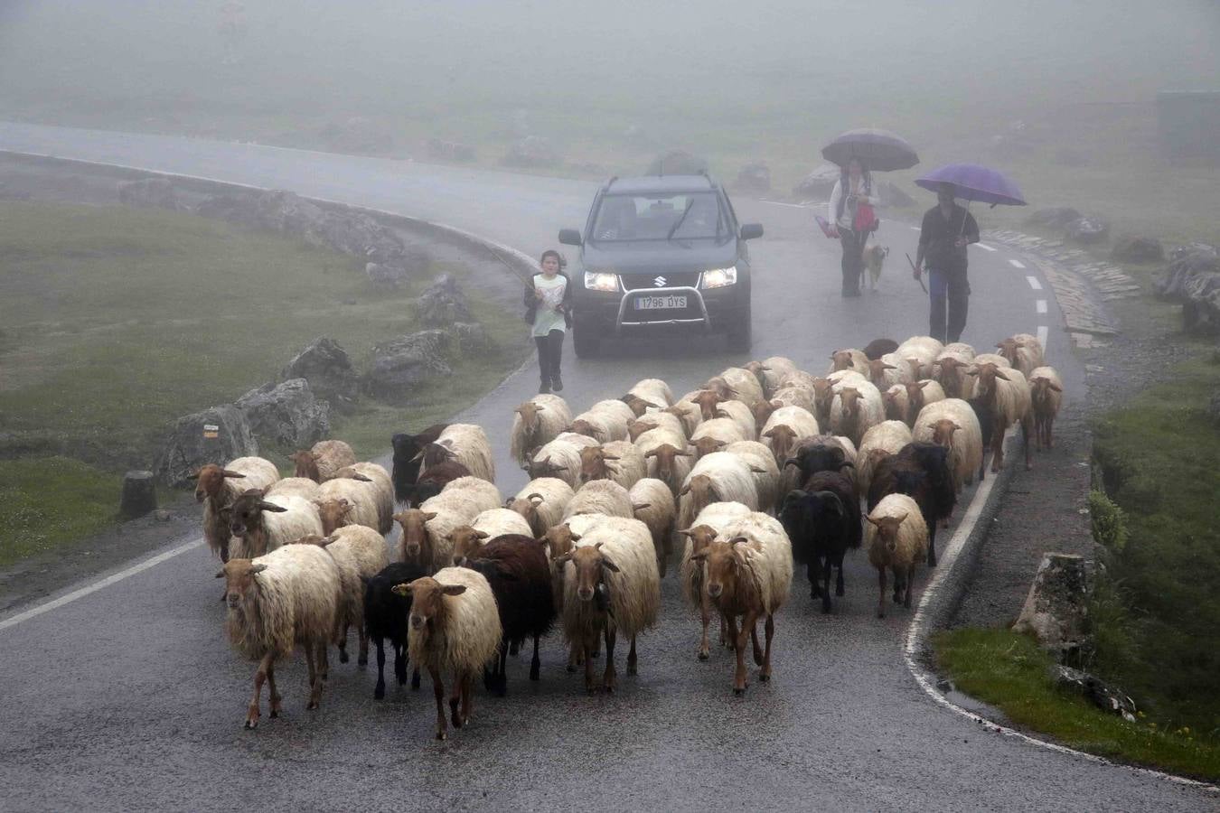 Los Picos de Europa se abren al ganado