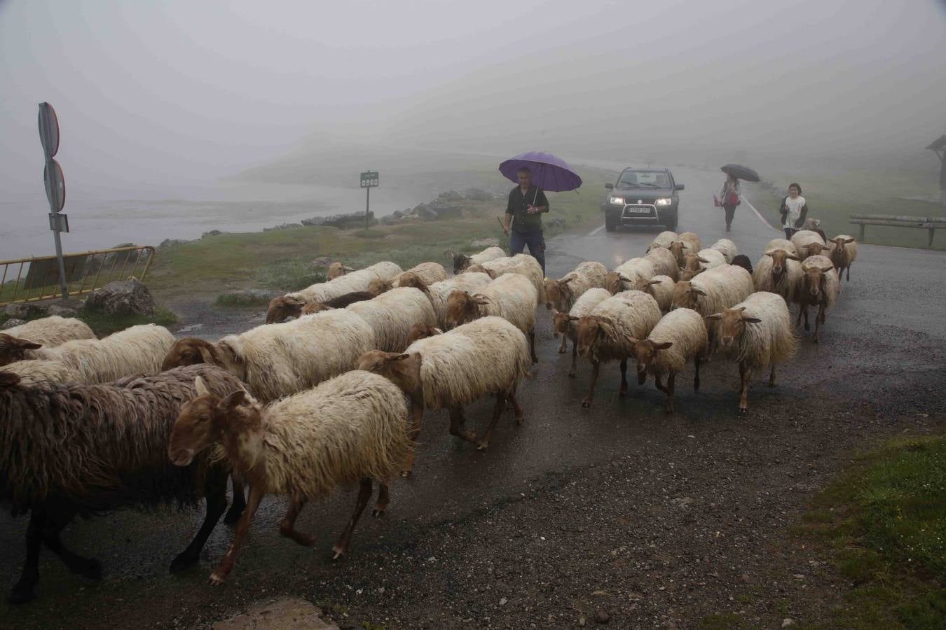 Los Picos de Europa se abren al ganado