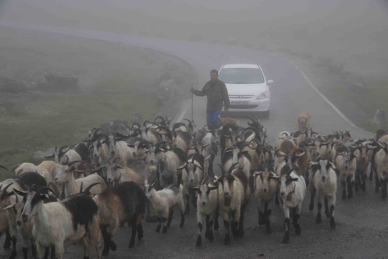 Los Picos de Europa se abren al ganado