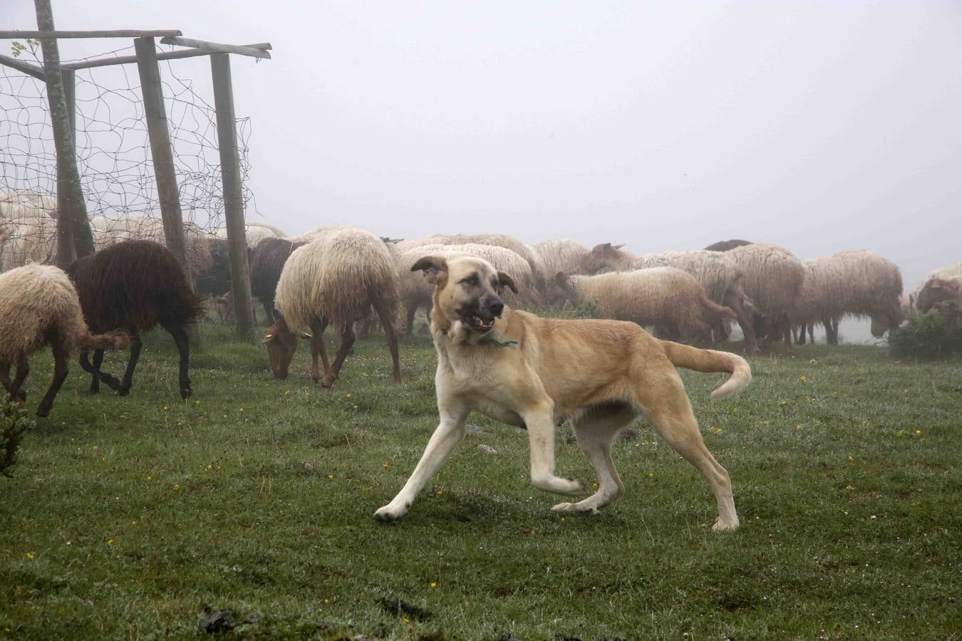 Los Picos de Europa se abren al ganado