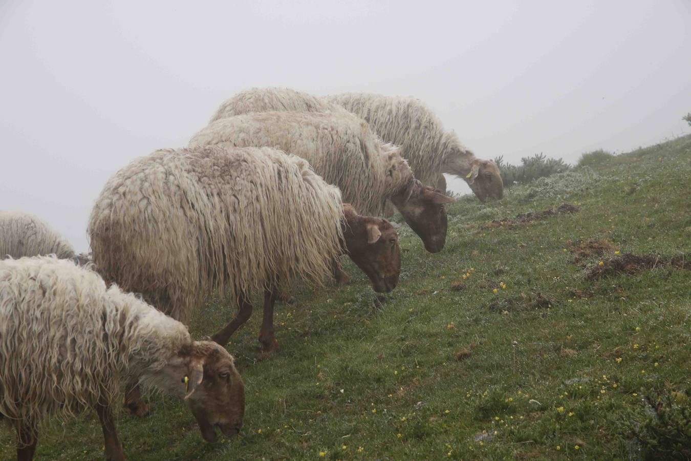 Los Picos de Europa se abren al ganado