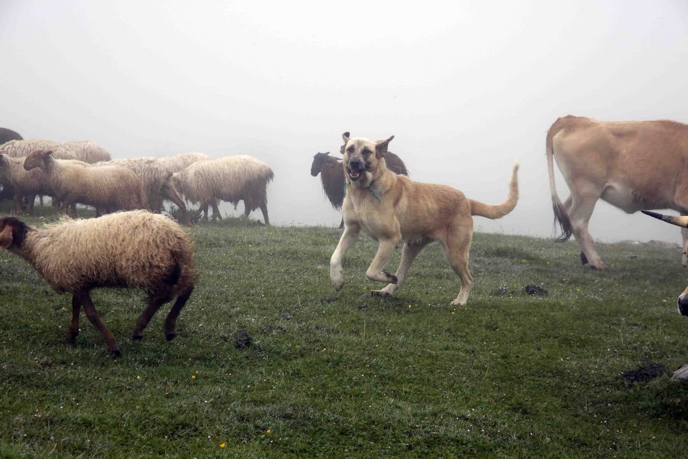 Los Picos de Europa se abren al ganado