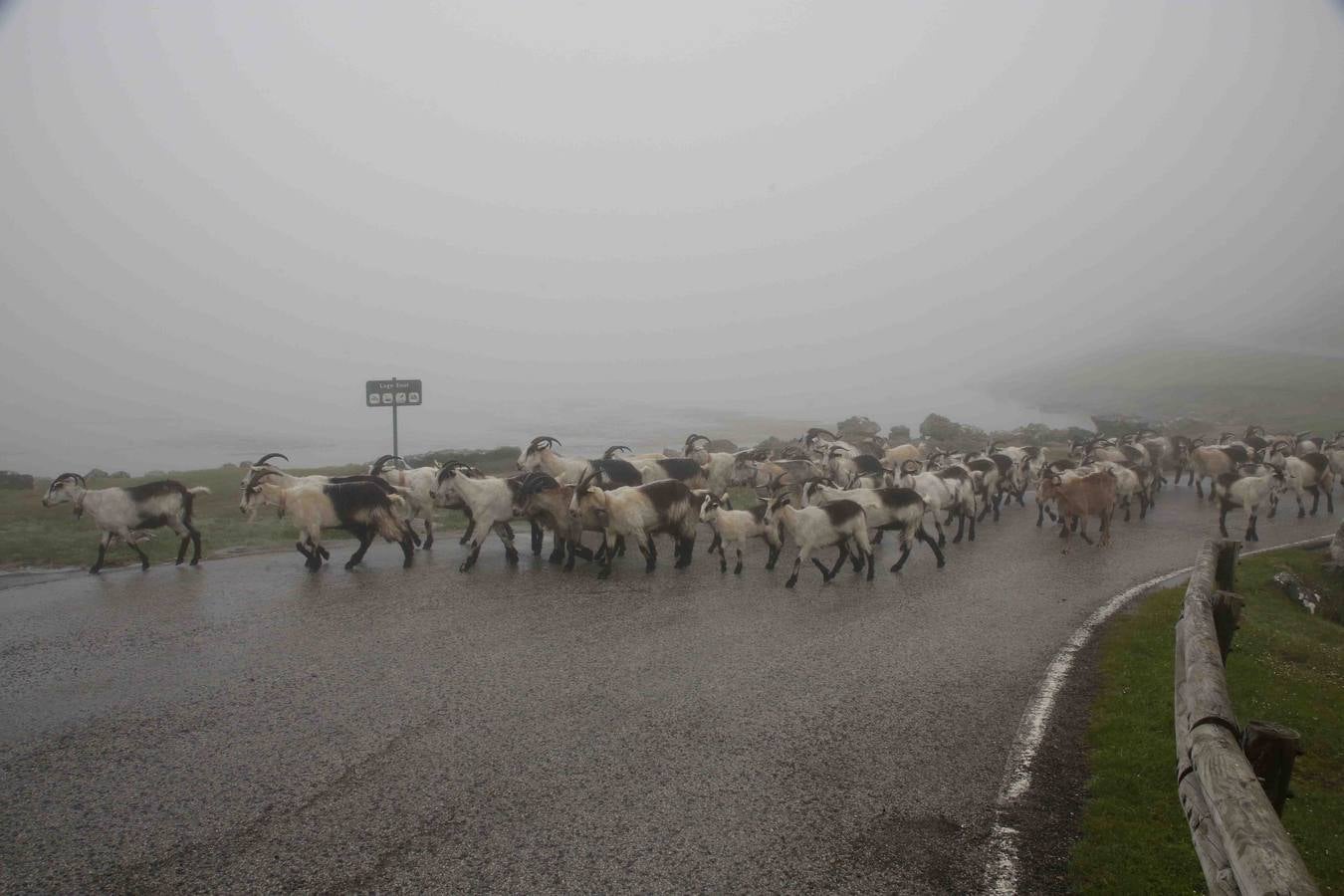 Los Picos de Europa se abren al ganado