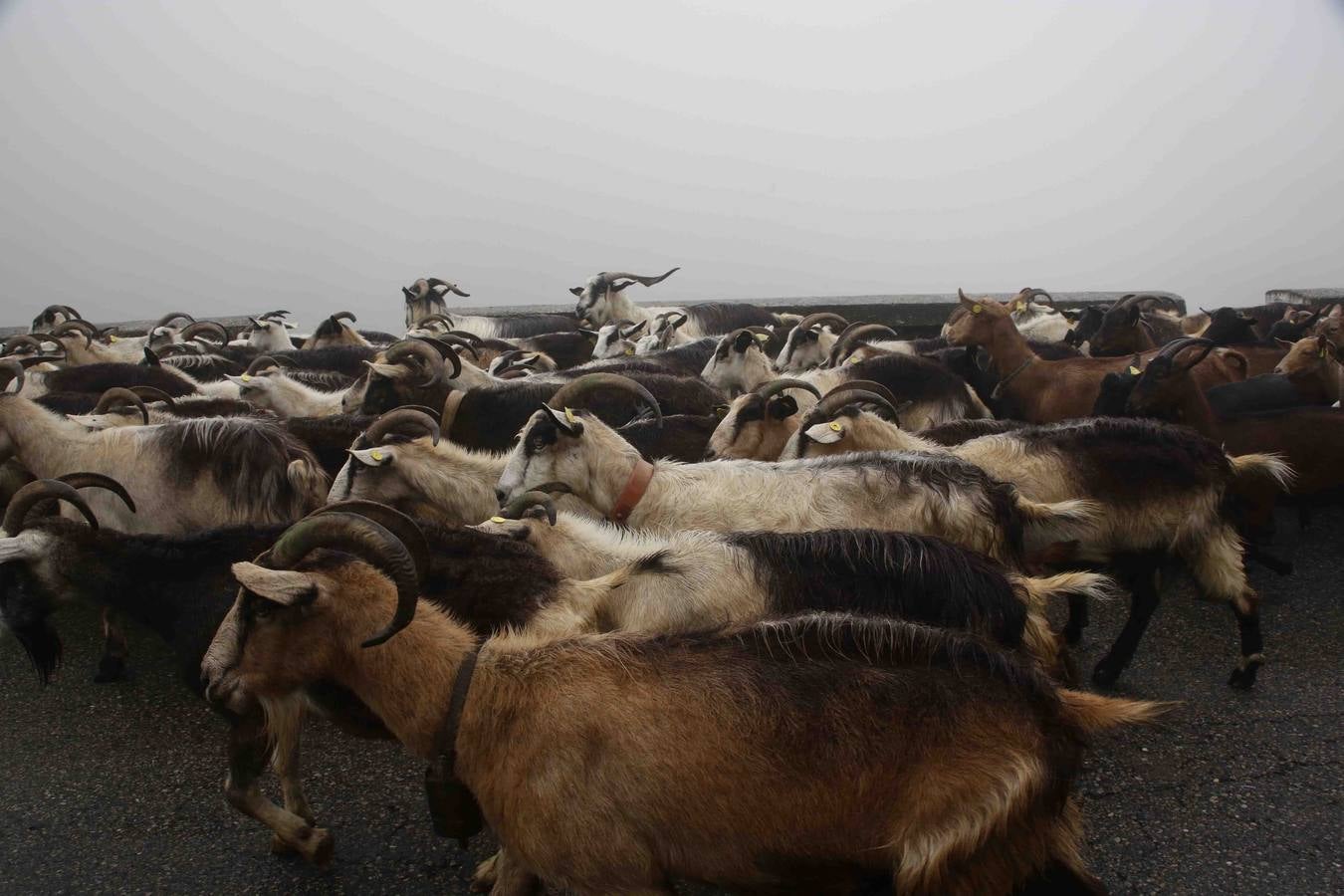 Los Picos de Europa se abren al ganado