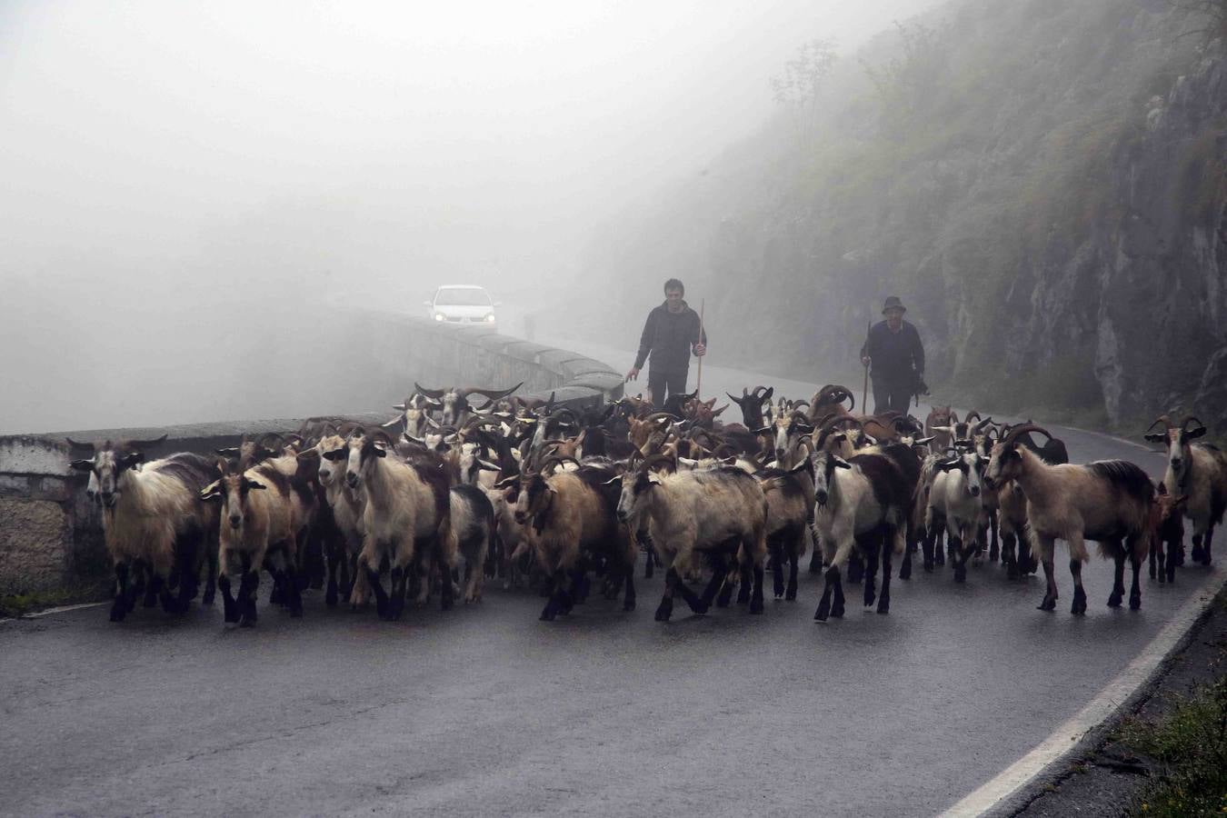 Los Picos de Europa se abren al ganado