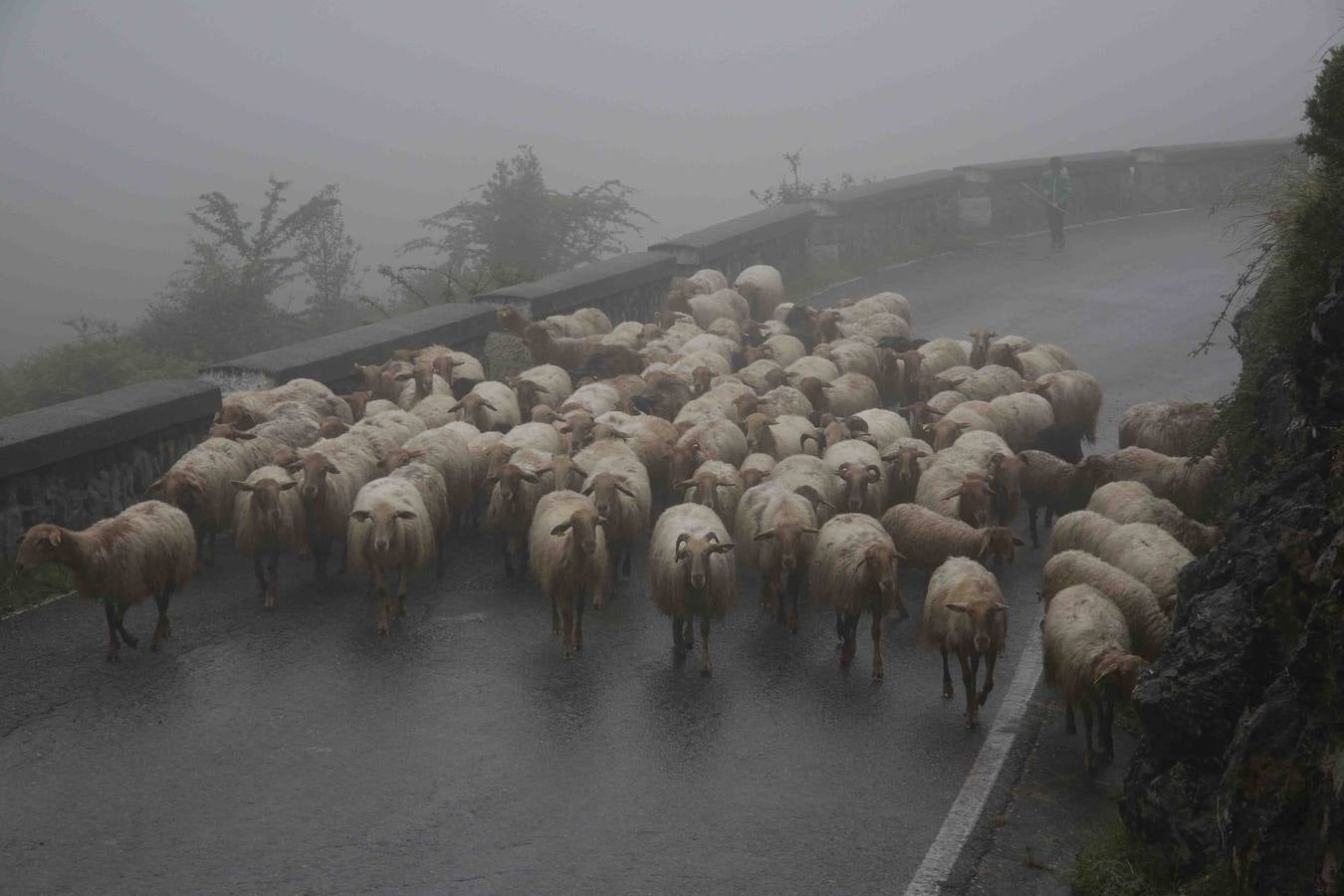 Los Picos de Europa se abren al ganado