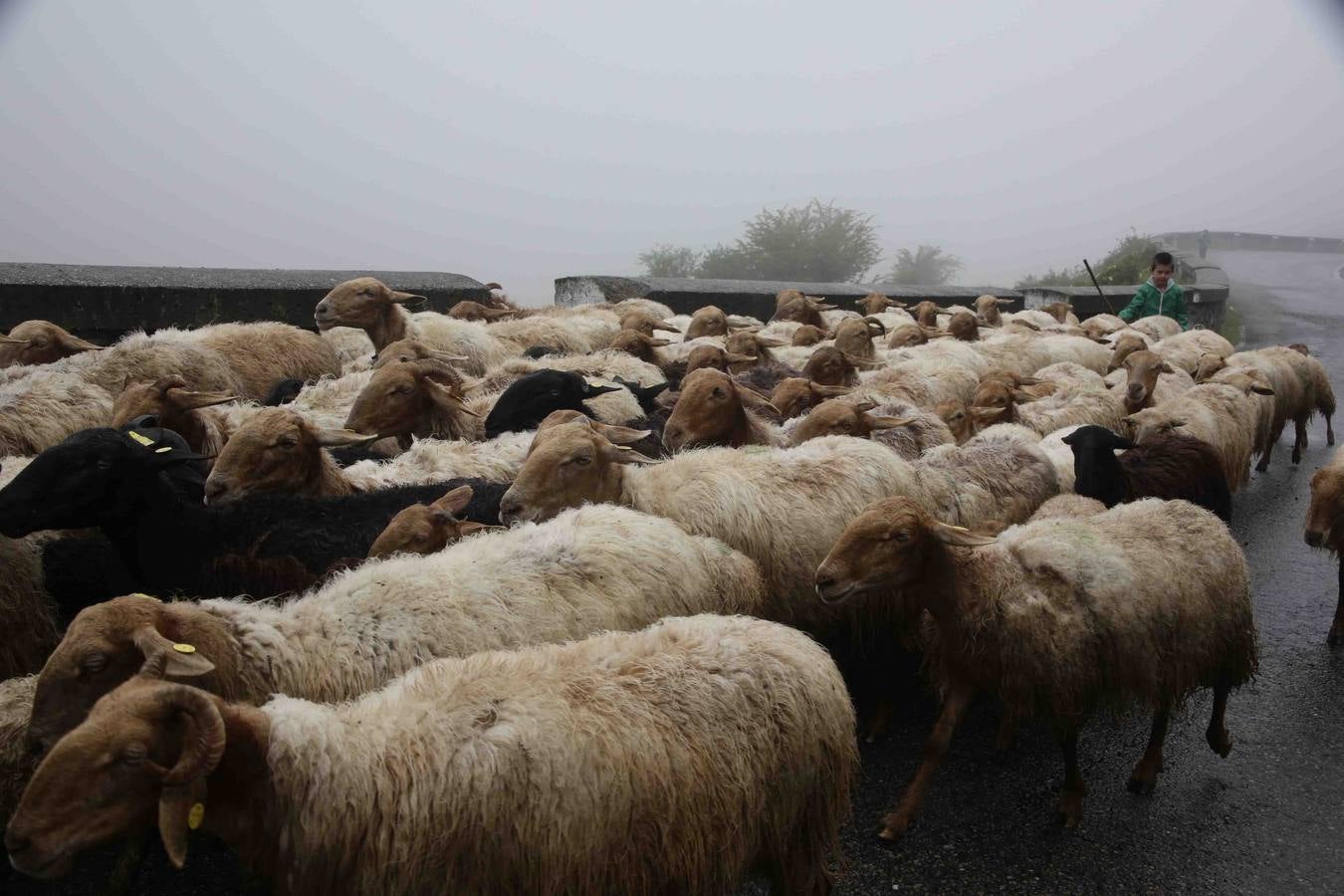 Los Picos de Europa se abren al ganado