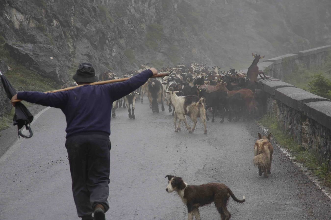 Los Picos de Europa se abren al ganado