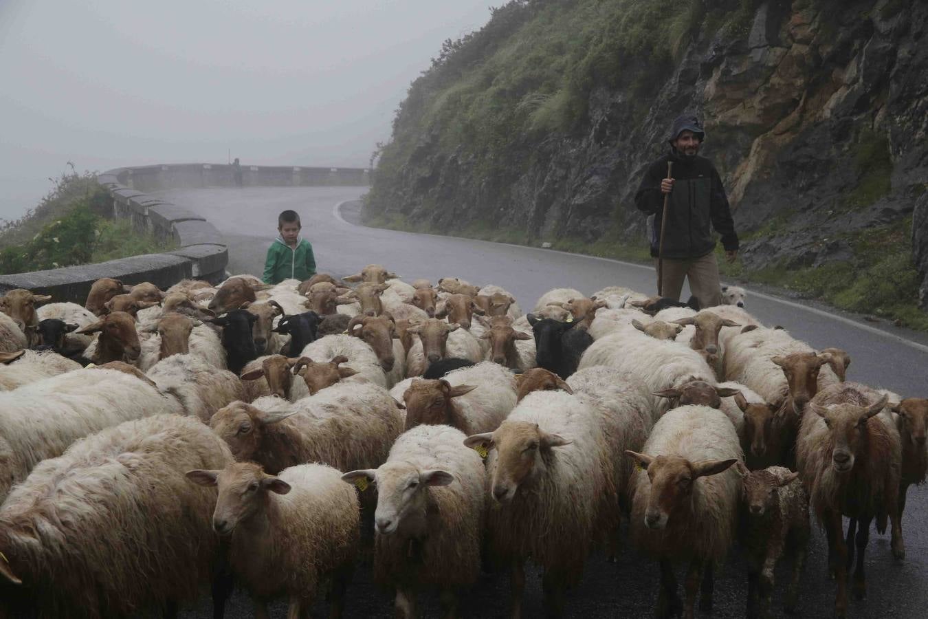 Los Picos de Europa se abren al ganado