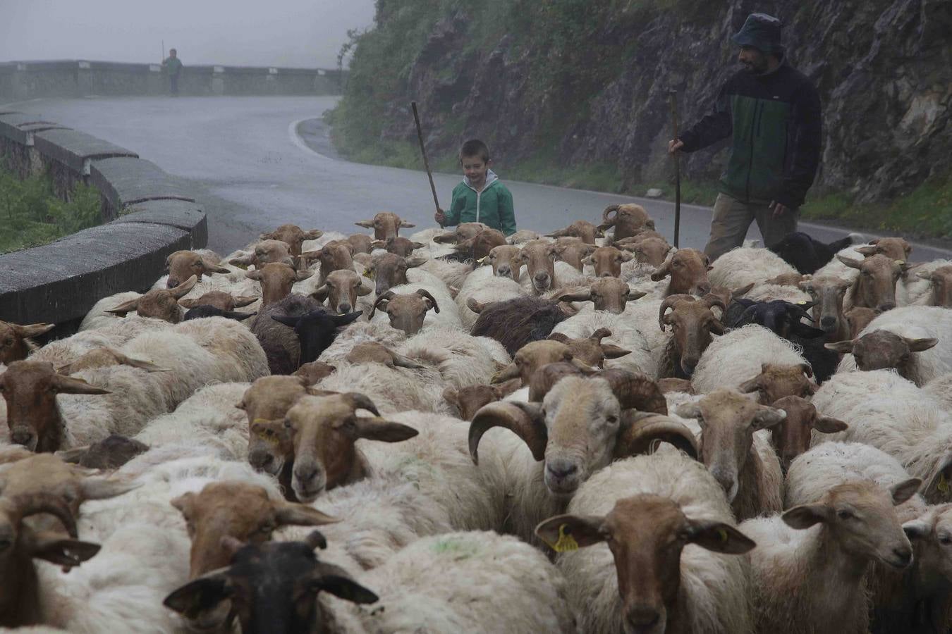 Los Picos de Europa se abren al ganado