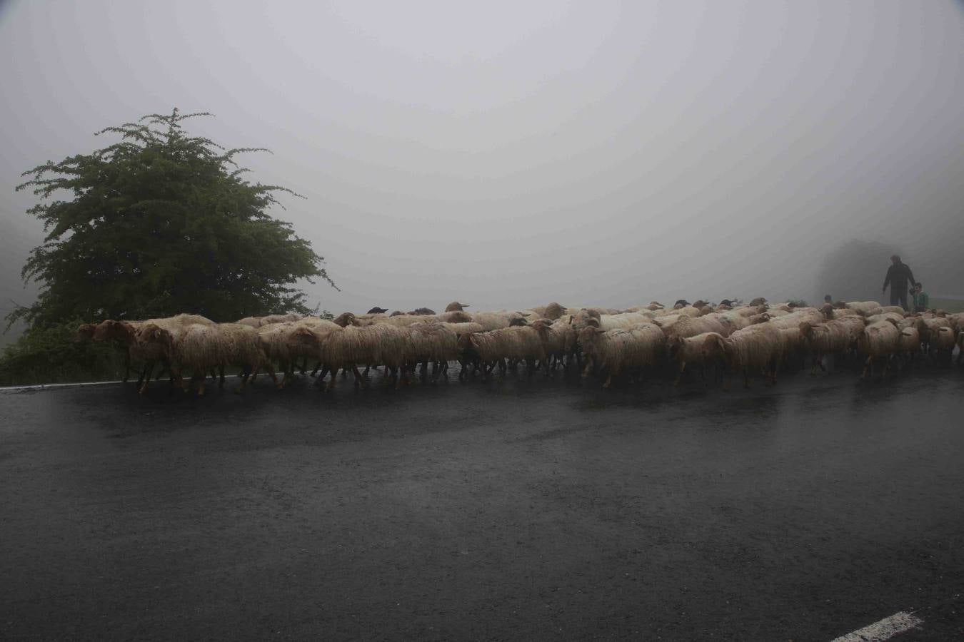 Los Picos de Europa se abren al ganado