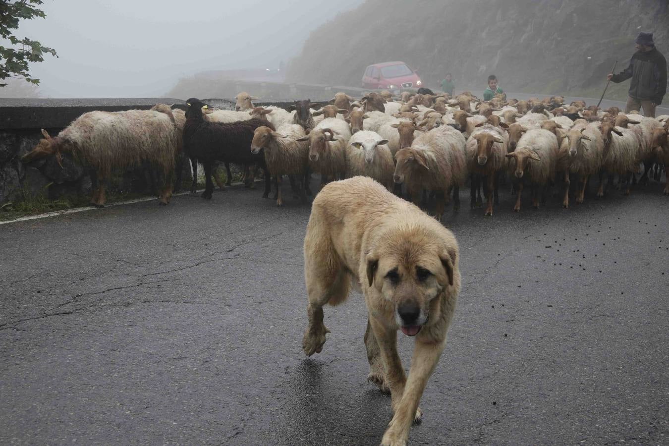 Los Picos de Europa se abren al ganado