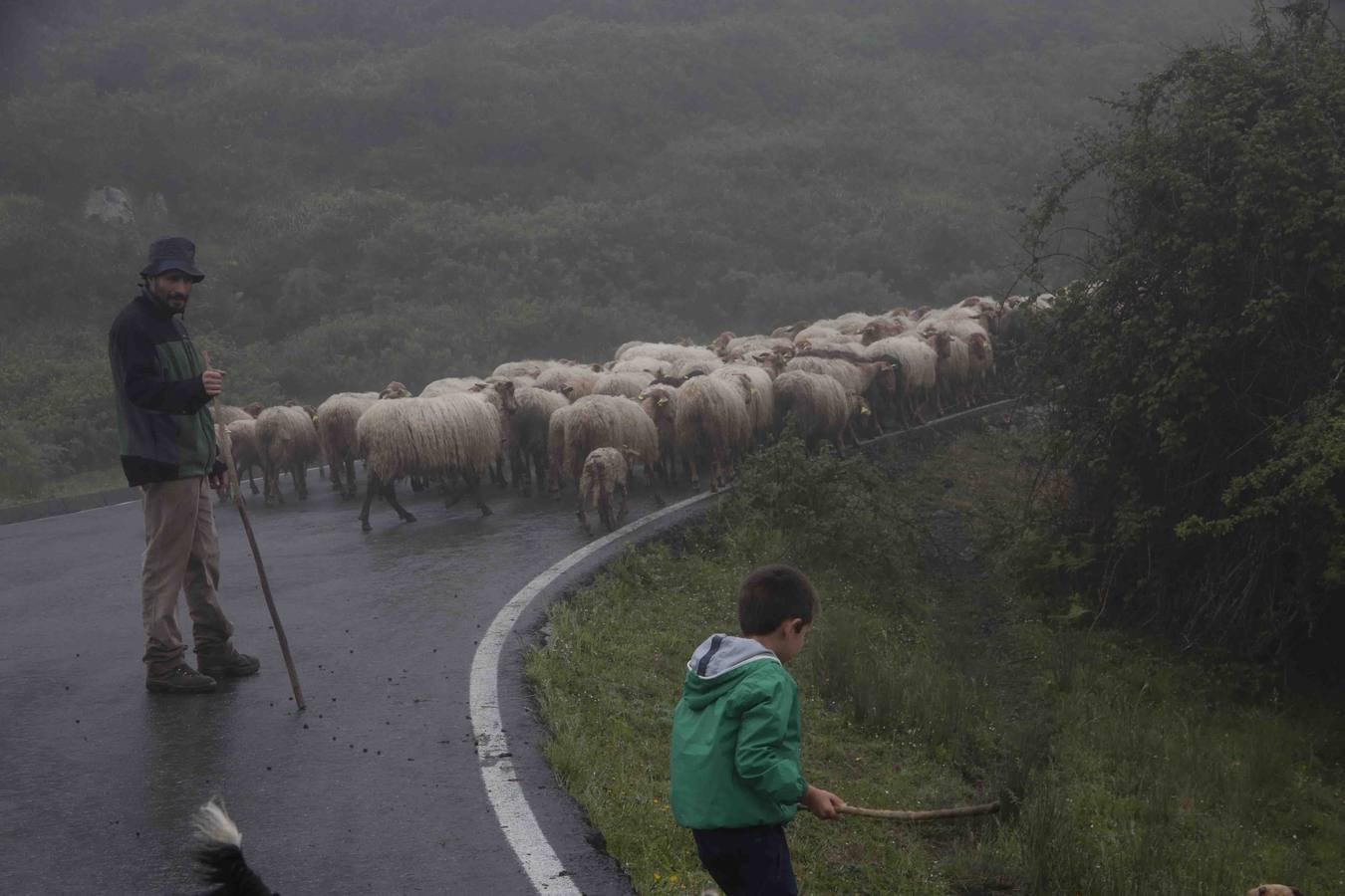 Los Picos de Europa se abren al ganado